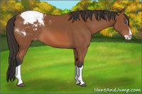 Horse Color:Bay Splash Appaloosa