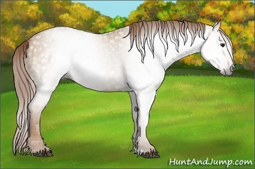 Horse Color:Gray Red Dun