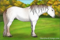 Horse Color:Gray Red Dun 