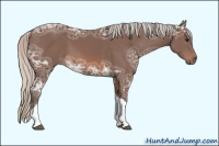 Horse Color:Silver Brown Ice Sabino Tobiano
