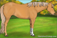 Horse Color:Palomino Tobiano 