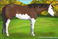 Horse Color:Bay Splash 
