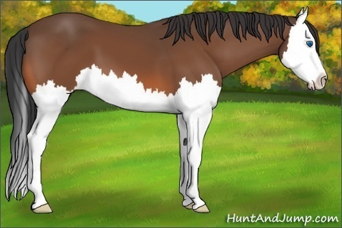 Horse Color: Bay Splash 