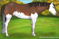 Horse Color:Bay Splash 