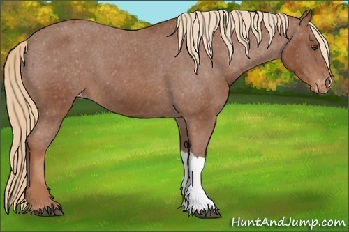 Horse Color:Chestnut Appaloosa 