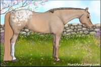 Horse Color:Chestnut Appaloosa