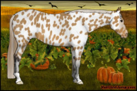 Horse Color:Buckskin Roan Near Leopard 
