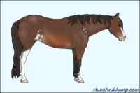 Horse Color:Unknown 