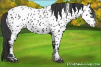 Horse Color:Black Near Leopard 