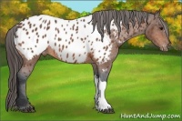 Horse Color:Bay Appaloosa