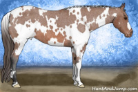 Horse Color:White Spotted Bay Appaloosa 