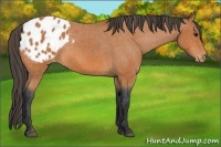 Horse Color:Bay Appaloosa 