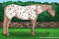 Horse Color:Chestnut Blanket 