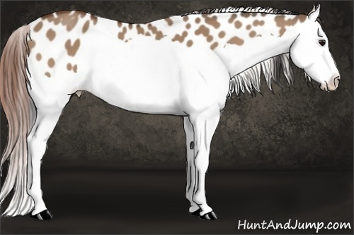 Horse Color: Bay Dun Splash Leopard 
