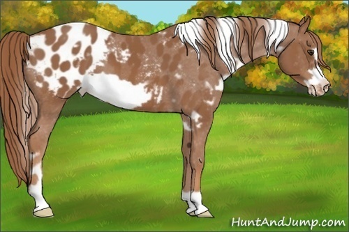 Horse Color:White Spotted Chestnut Frame Appaloosa