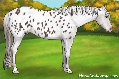 Horse Color:Liver Chestnut Appaloosa Rabicano 