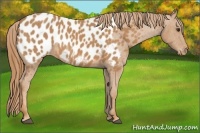 Horse Color:Chestnut Appaloosa 