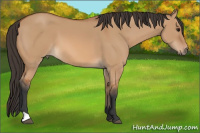 Horse Color:Bay Dun