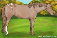 Horse Color:Chestnut Appaloosa 