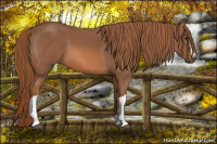 Horse Color:Liver Chestnut 