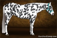 Horse Color:Black Near Leopard