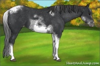 Horse Color:White Spotted Black Splash Tobiano Frame Appaloosa
