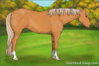 Horse Color:Chocolate Palomino 