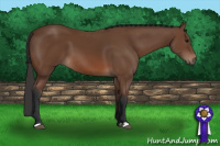 Horse Color:Bay 
