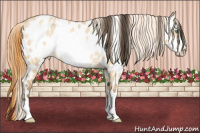 Horse Color:Amber Cream Champagne Ice Roan Dun Frame Near Leopard Rabicano 