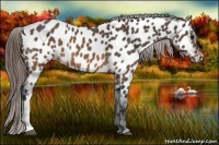 Horse Color:Brown Appaloosa 