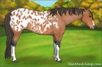 Horse Color:Bay Appaloosa 