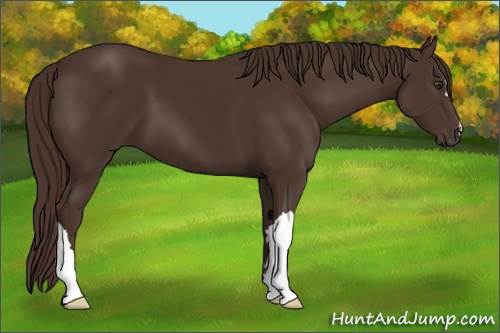 Horse Color: Liver Chestnut 