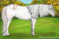 Horse Color:Chestnut Appaloosa