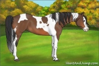 Horse Color:Bay Splash Tobiano 