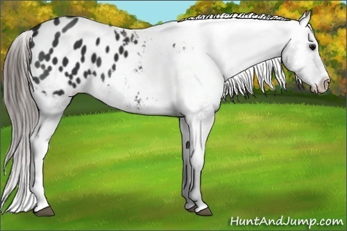 Horse Color: Black Blanket 