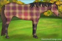 Horse Color:Plaid  Bay Rabicano 
