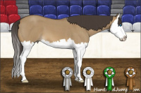 Horse Color:Buckskin Roan Dun Splash