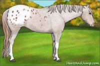 Horse Color:Chestnut Appaloosa 