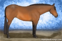 Horse Color:Buckskin 