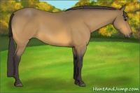 Horse Color:Buckskin 