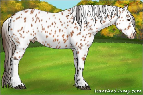 Horse Color: Bay Leopard 