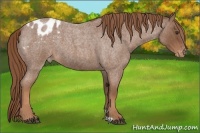 Horse Color:Red Roan Appaloosa