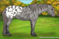 Horse Color:Grullo Appaloosa