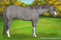 Horse Color:Grullo Blanket 
