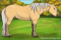 Horse Color:Silver Buckskin 