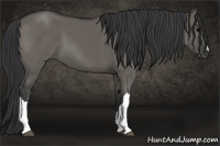 Horse Color:Grullo 