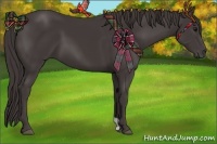 Horse Color:Smoky Black 