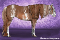 Horse Color:White Spotted Chestnut 