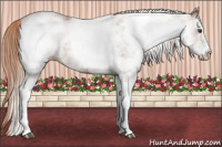 Horse Color:White Spotted Chestnut 