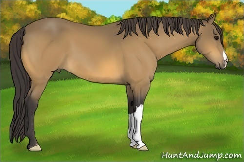 Horse Color:Buckskin 